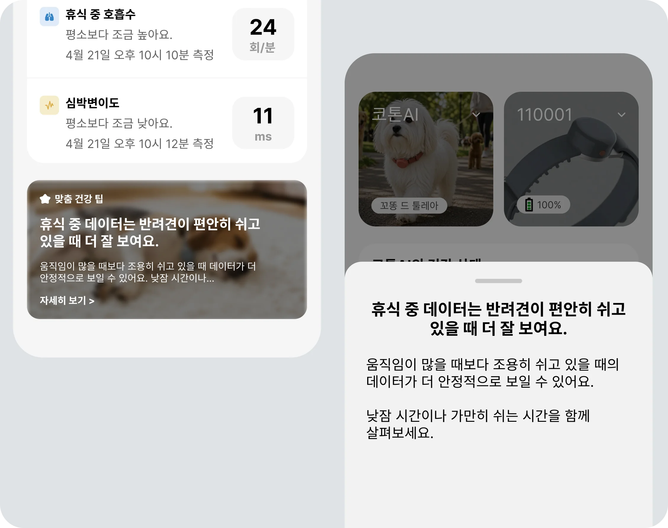반려견 건강 꿀팁