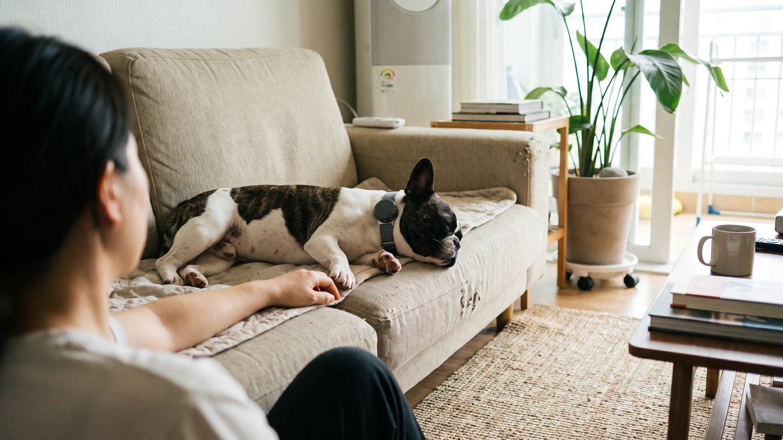 An owner watching a French Bulldog's chest rise and fall as it sleeps on the living room sofa, observing its brachycephalic dog breathing rate