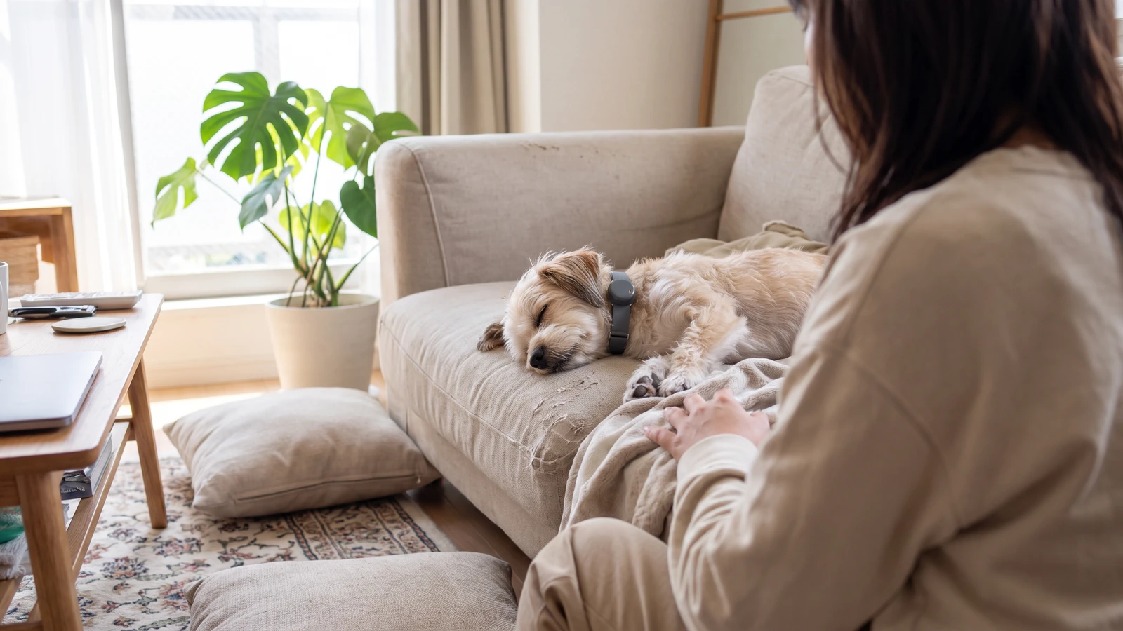 A senior small dog asleep on a sofa in a bright living room with their owner sitting nearby, a scene of watching a dog's condition at home while caring for a dog with heart disease